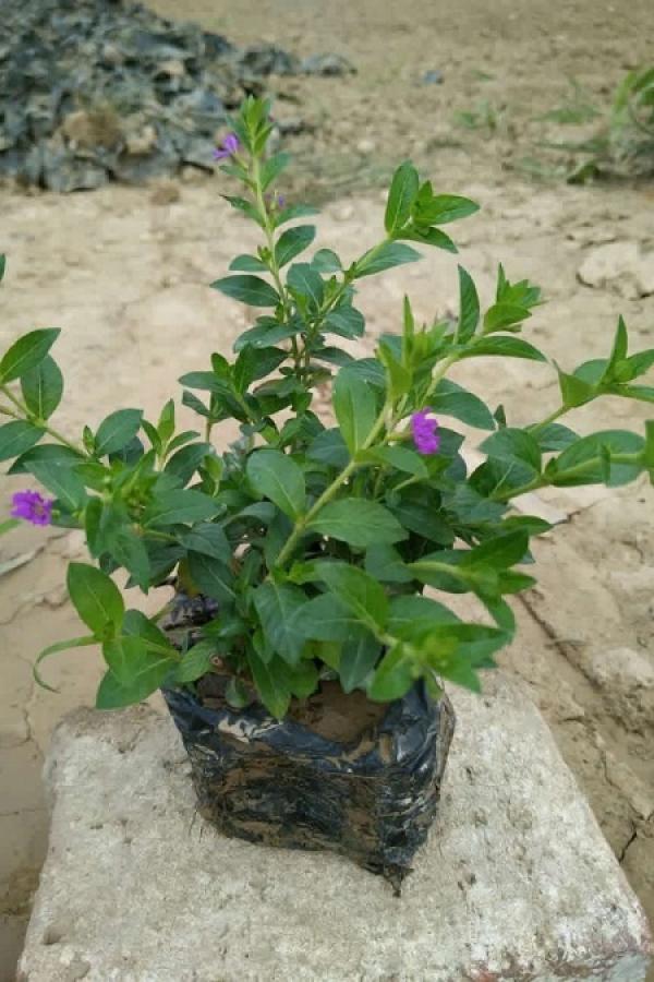 Cigar flower