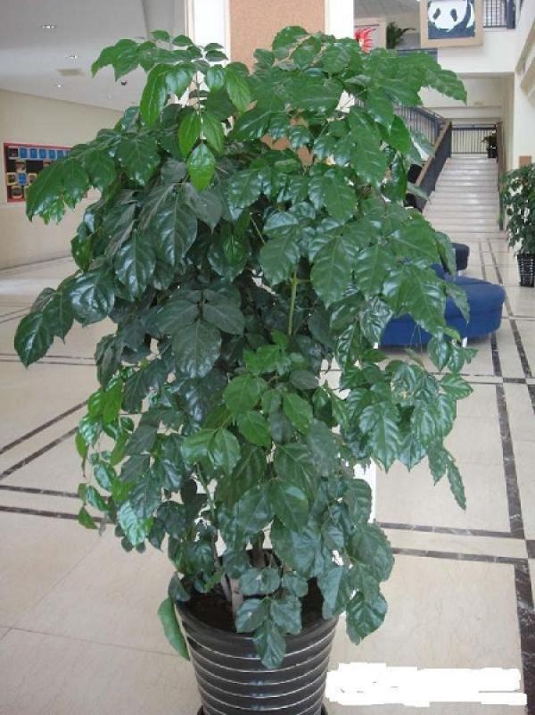 Emerald Tree