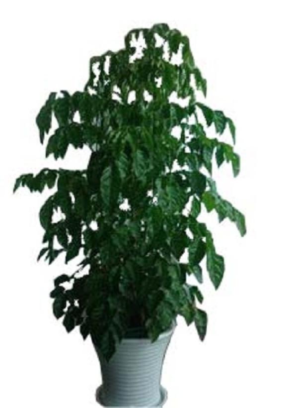 beautiful green tree