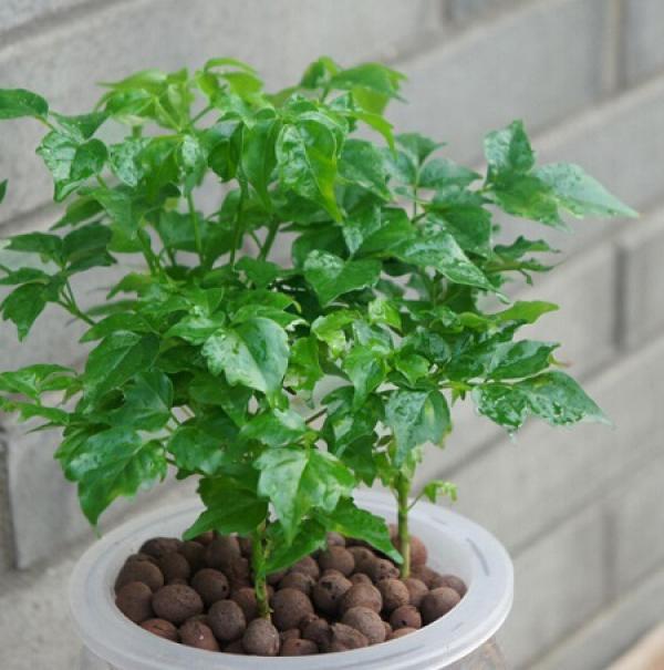 Emerald Tree