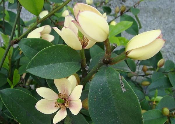 Michelia Figo