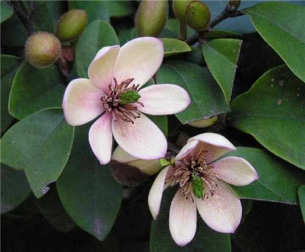 Michelia Figo