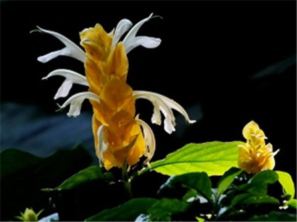 Golden Bud Flower