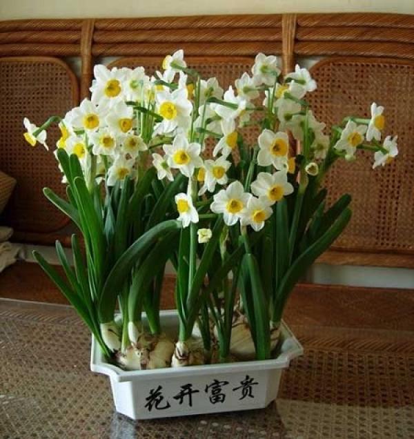 Narcissus potted