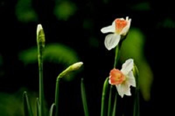Narcissus