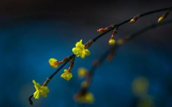 Jasmine