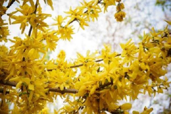 Winter jasmine twig