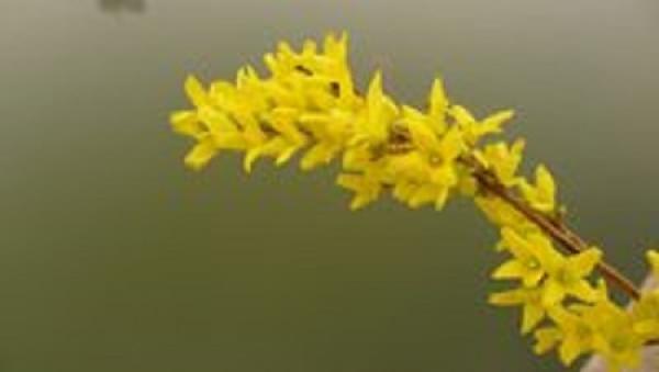 Winter jasmine twig