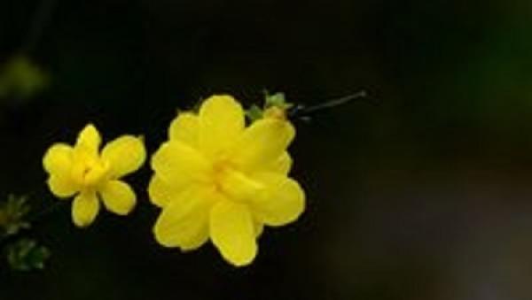 Jasmine