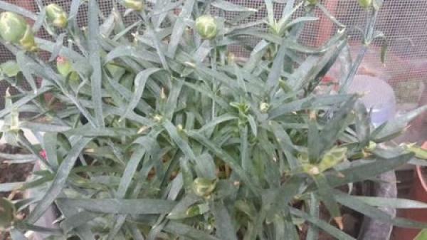 Carnation leaves