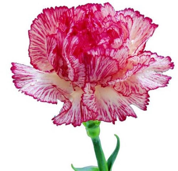 How to keep carnations in water The Plant Aide