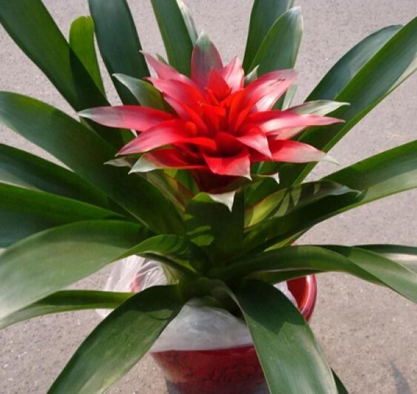 Potted plant with good fortune