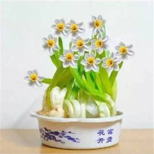 Narcissus
