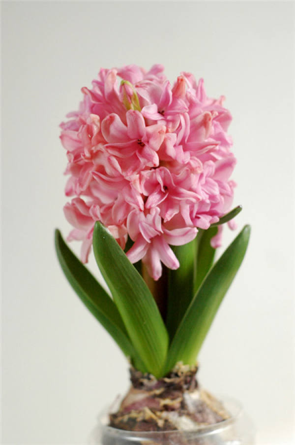 Hyacinth