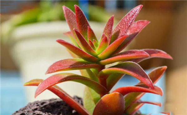 red leaf sacrifice potted plant