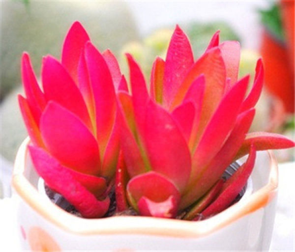 Fire sacrifice potted plant