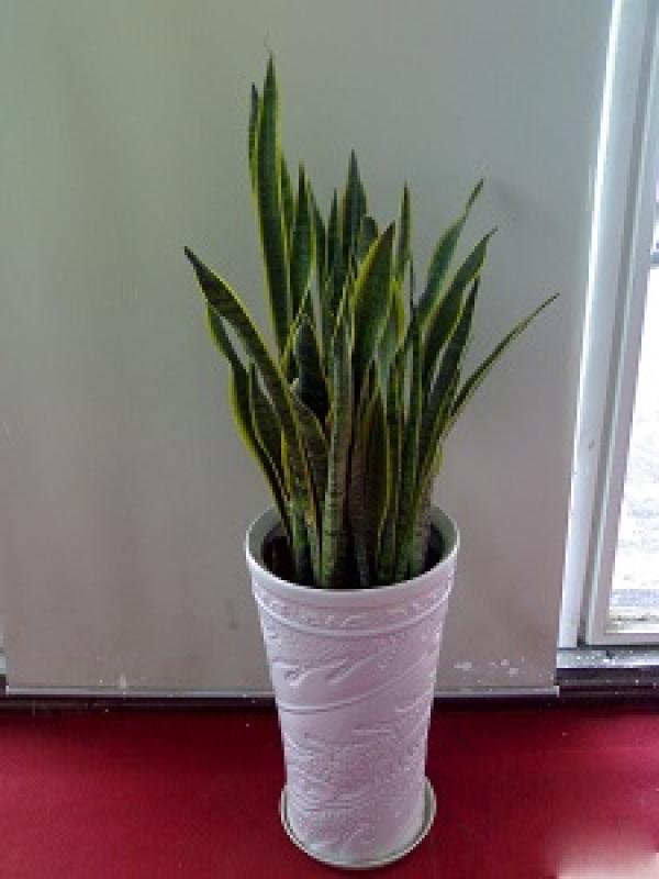 Potted tiger orchid