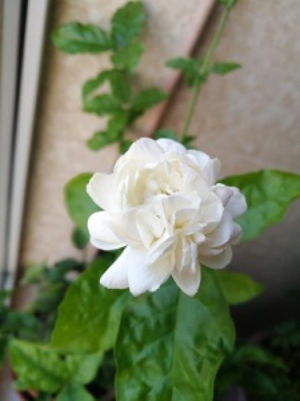 jasmine with tiger head