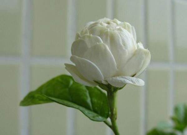 Jasminum tigrinum