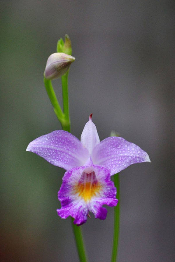 Beautiful Bamboo Leaf Orchid