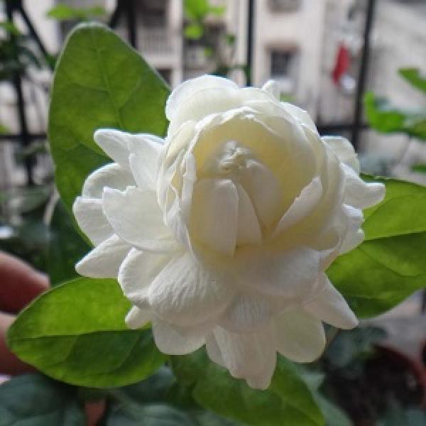 Is jasmine poisonous The Plant Aide