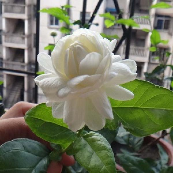 Is jasmine poisonous The Plant Aide