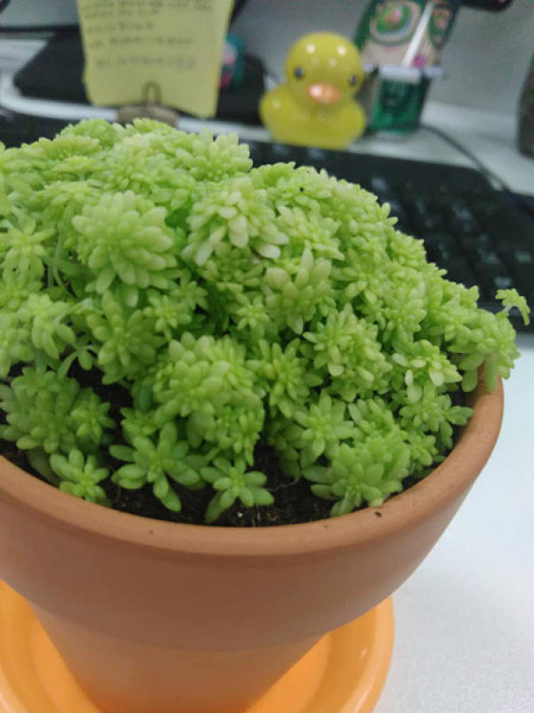 Sedum chrysophyllum