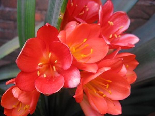 Clivia flower