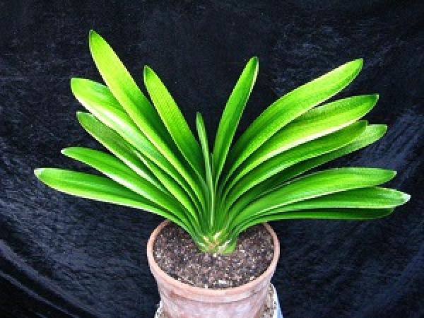 Clivia miniata