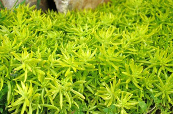 Sedum lineare