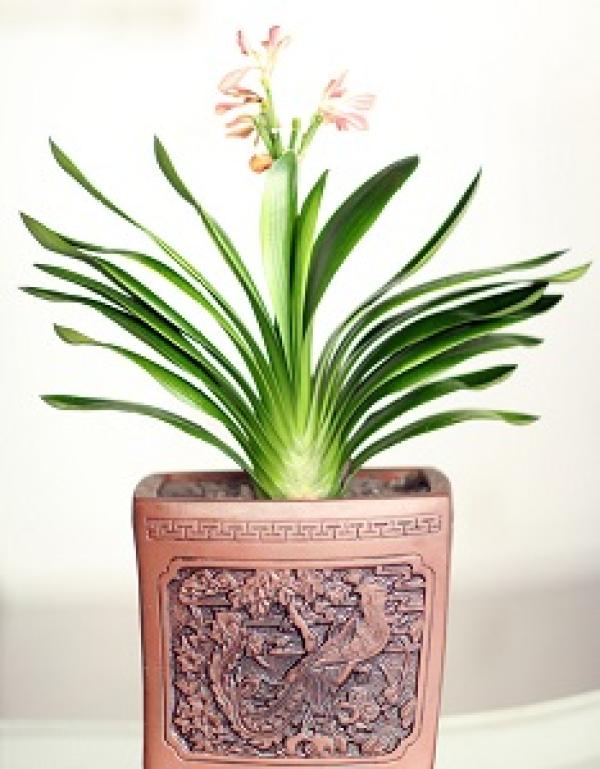 Clivia miniata