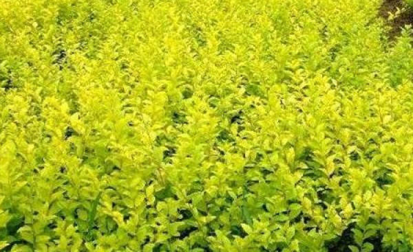 Sedum chrysophyllum
