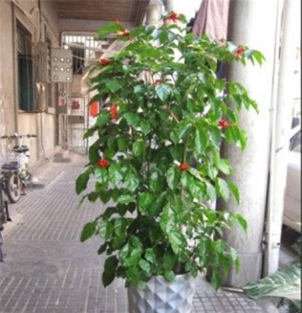 Emerald Tree