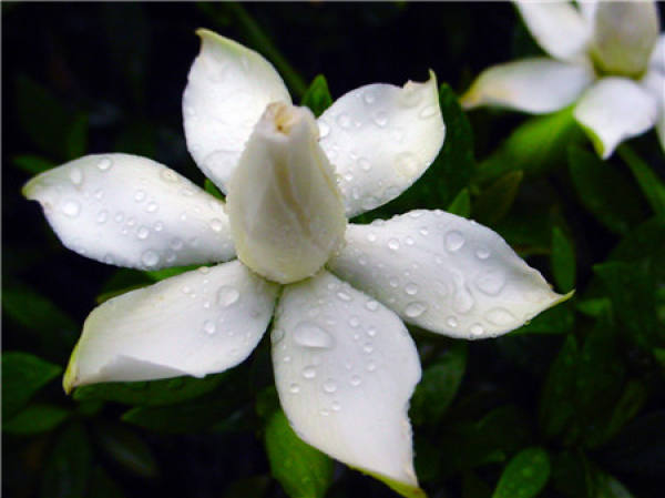 Gardenia
