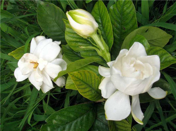 Gardenia