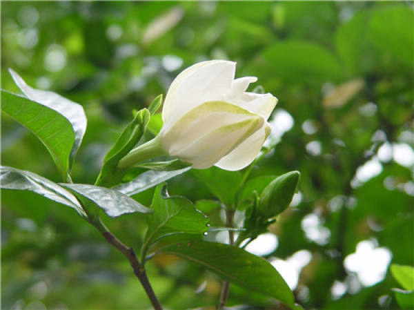 Gardenia flower ground planting