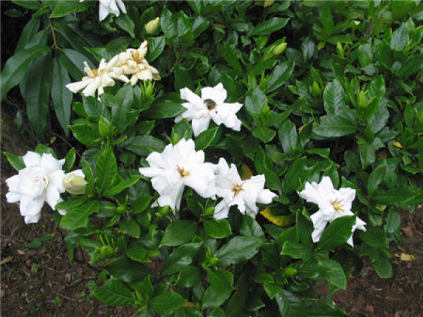 Gardenia Flower Bush