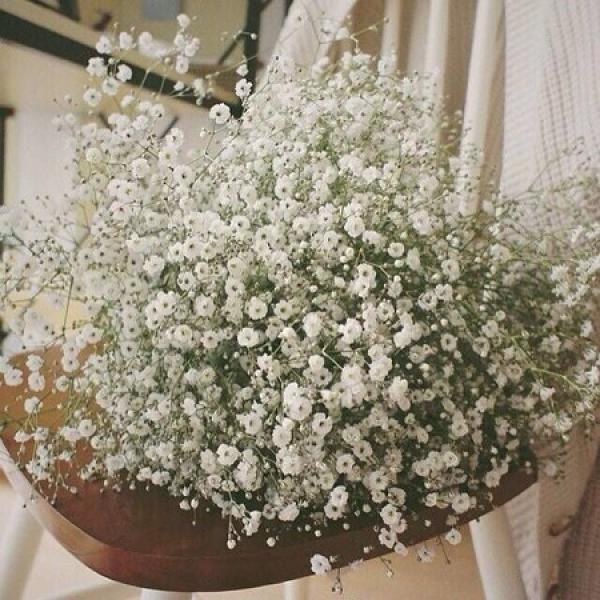 Gypsophila paniculata bouquet