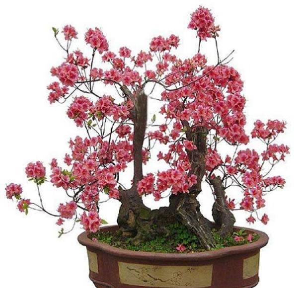 Plum blossom