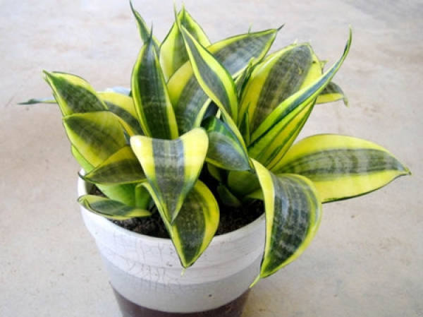 beautiful short leaf tiger tail orchid