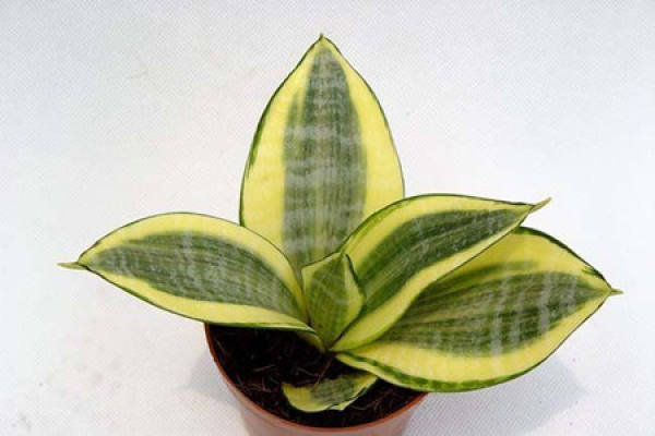 Sansevieria brevifolia