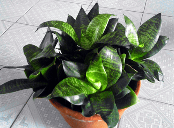 beautiful short leaf tiger tail orchid
