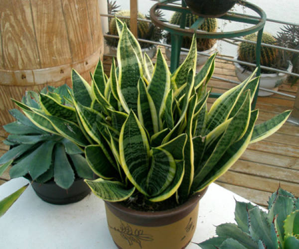 Sansevieria brevifolia