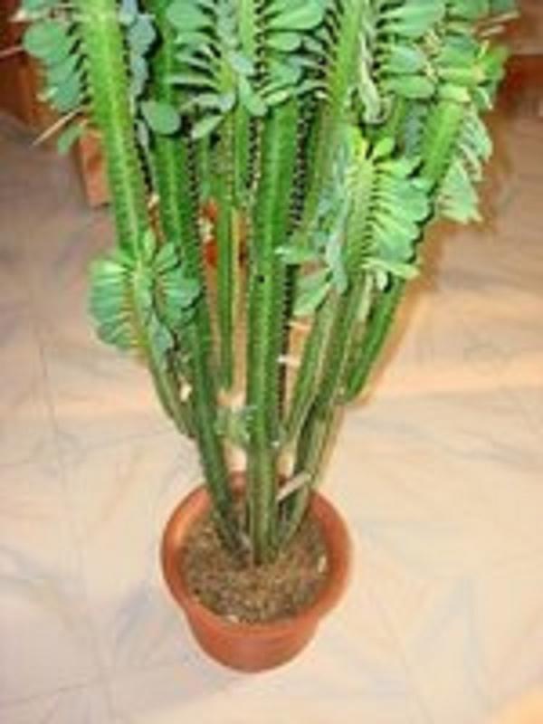 How do keels reproduce The Plant Aide