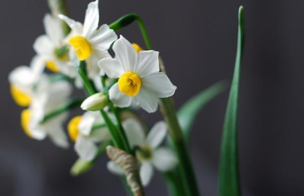 Narcissus