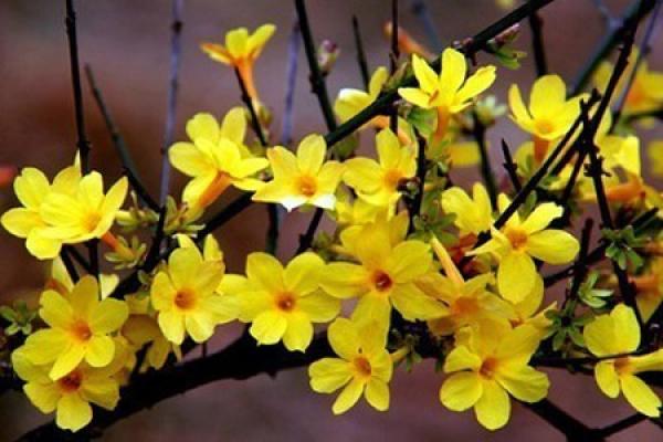 Winter jasmine