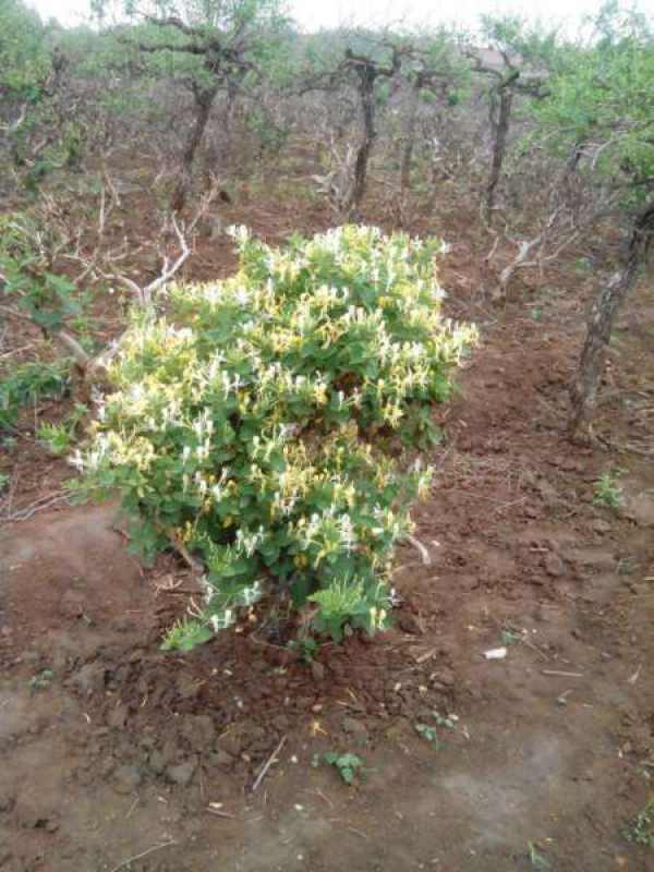 Lonicera japonica