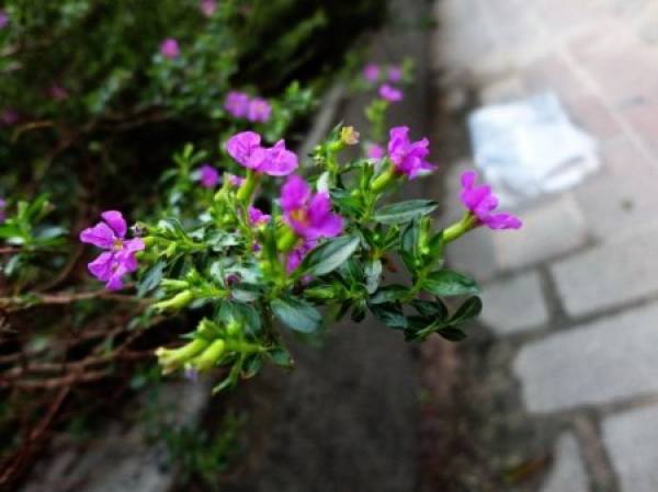 Narrow leaf cigar flower