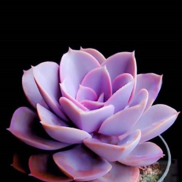Purple Pearl