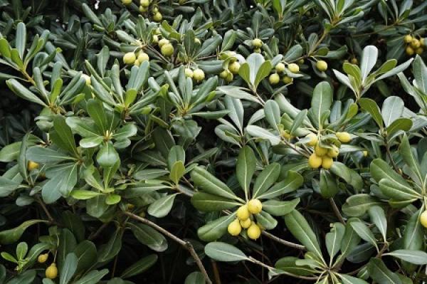 Pittosporum tobira
